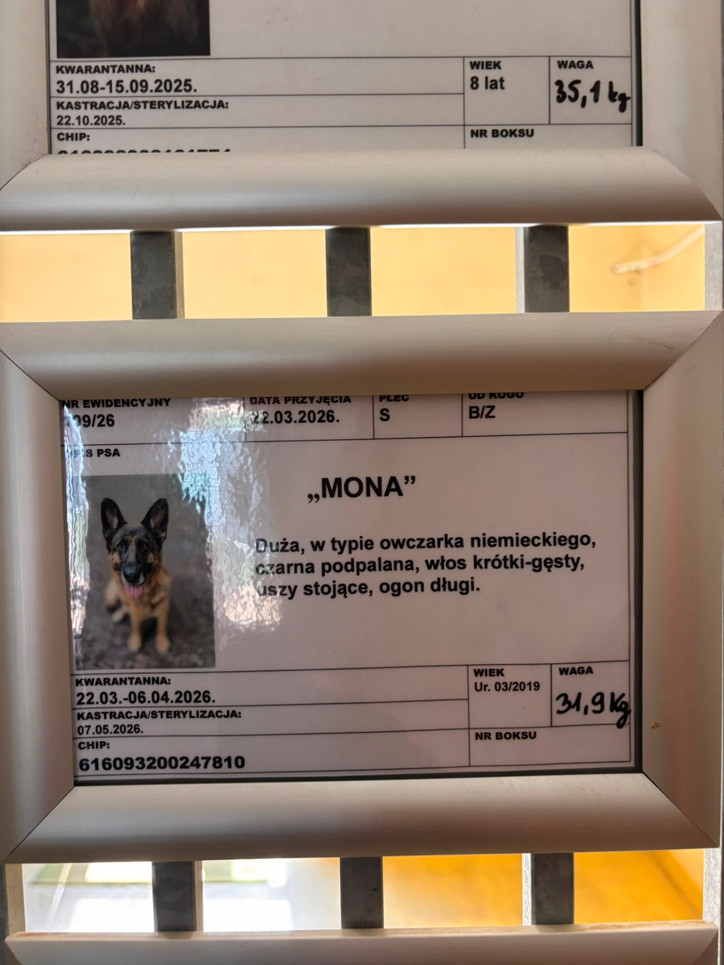 Schroniskowa karta ewidencyjna nr 109/26 ze zdjęciem Mony — dużej suczki w typie owczarka niemieckiego.