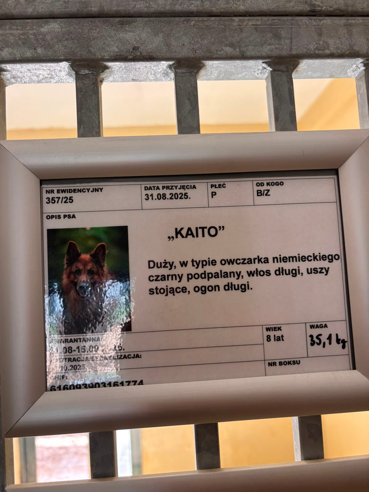 Schroniskowa karta ewidencyjna nr 357/25 ze zdjęciem Kaito — dużego psa w typie owczarka niemieckiego.